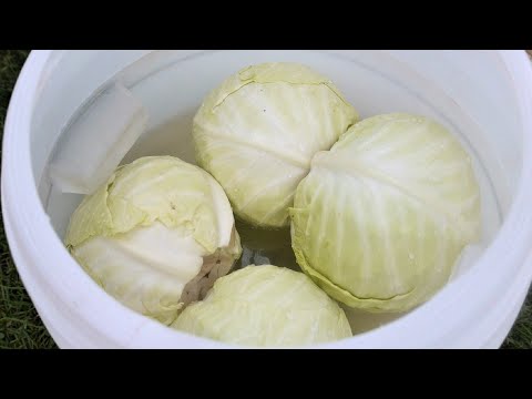 Видео: Квашена капуста ЦІЛИМИ ГОЛОВКАМИ на голубці! Крижівки в селі до свят РЕЦЕПТ