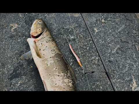 Видео: Ловля кумжи в море весной | Приманка которую полюбила кумжа