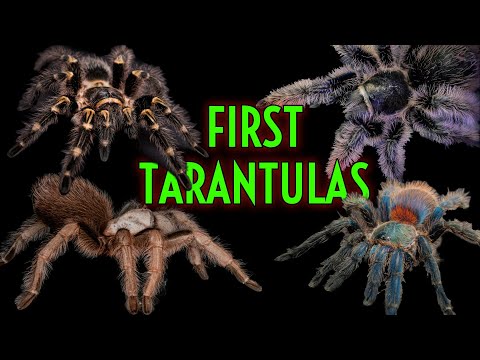 Видео: ТОП-5 ЛУЧШИХ ПЕРВЫХ ПТИЦЕЕДОВ! Самый простой в содержании тарантул!