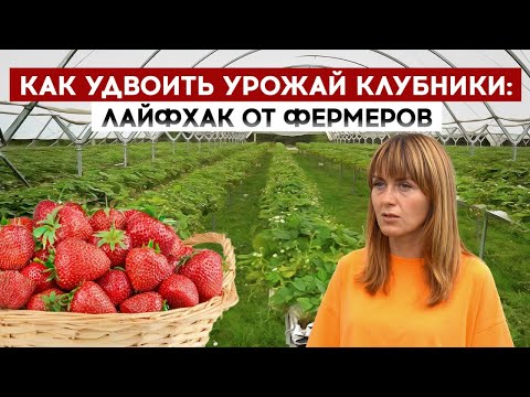 Видео: Как удвоить урожай клубники: лайфхак от фермеров