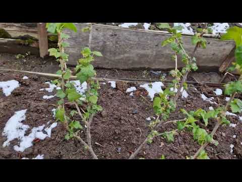 Видео: Здравствуй май,"прощай урожай голубики!?""