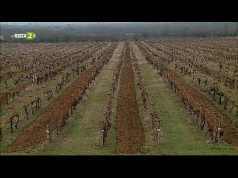 Видео: Експерименталната винарска изба на Аграрния университет „10 000 крачки“ - 17.03.2022 по БНТ