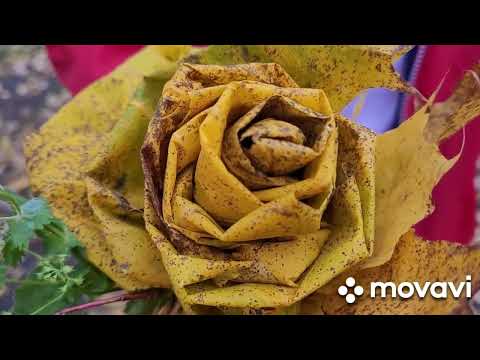 Видео: Озеро, идеи для обедов.Октябрь в Лен.обл.