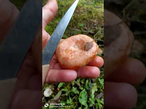 Видео: Кто куда, а По грибы... Рыжиковые поляны