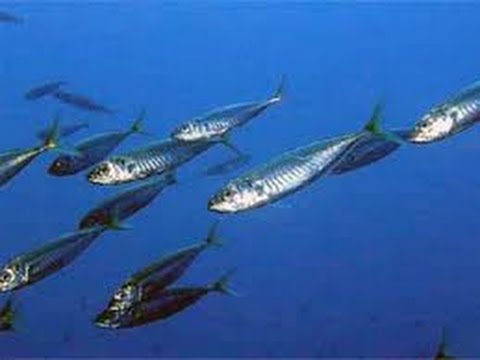 Видео: Скумбрия- сухой посол. Часть 2