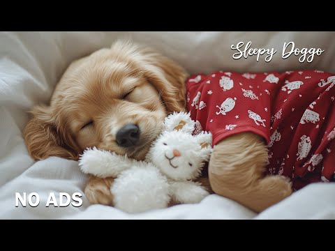 Видео: 12 ЧАСОВ Успокаивающей Музыки для Кошек 🐱 Музыка, Чтобы Помочь Вашей Кошке Заснуть 🎶 Кошачье ТВ 🐈