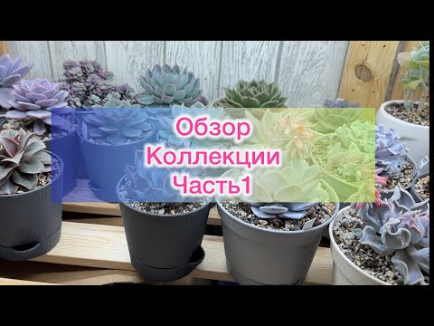 Видео: Суккуленты. Обзор моей коллекции. Часть1 #echeveria #succulent