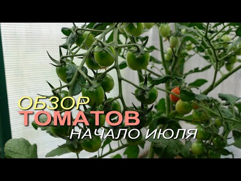 Видео: Обзор ТОМАТОВ на начало июля! Советы от ЗЕЛЕНОГО ОГОРОДА!