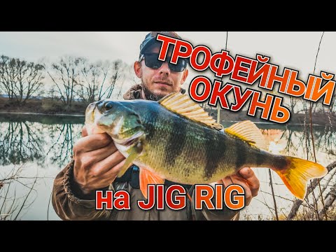 Видео: Jig Rig выручает в бесклевье | Ловля трофейного окуня осенью | Лучшая оснастка для пассивной рыбы