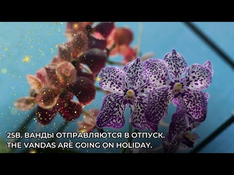 Видео: 25В. Ванды отправляются в отпуск.The Vandas are going on holiday.