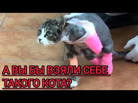 Видео: Ему оставалось жить недолго #animal