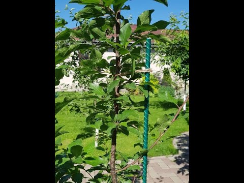 Видео: ПРИШТАМБОВЫЕ КОЛЬЯ (САДОВЫЕ) ИЗ СТЕКЛОПЛАСТИКОВОЙ АРМАТУРЫ