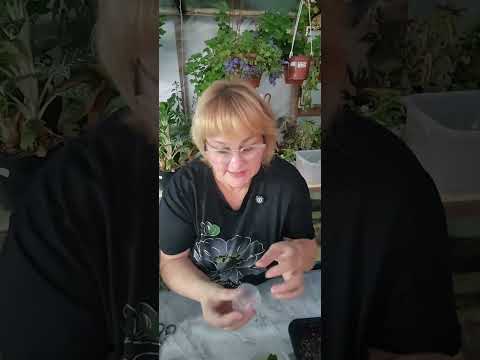 Видео: Алоказия Веном. Вместо одной пришло две!!! 🔥🔥🔥