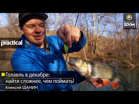 Видео: Голавль в декабре: найти сложнее, чем поймать! Алексей Шанин. Anglers Practical