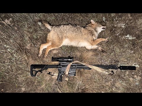 Видео: Интересный вечер охоты на шакала в Волгоградских степях, насыщенный шакалами и промахами.