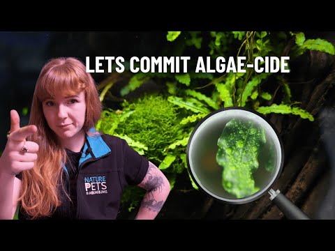 Видео: Как избавиться от водорослей на листьях буцефаландры (быстрый и простой способ)