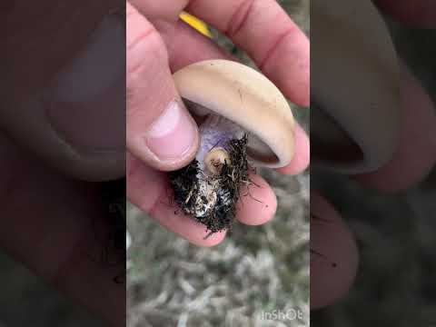 Видео: Много грибов ето просто шок!!!