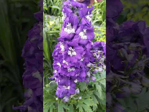 Видео: 16 июля 2024 г.