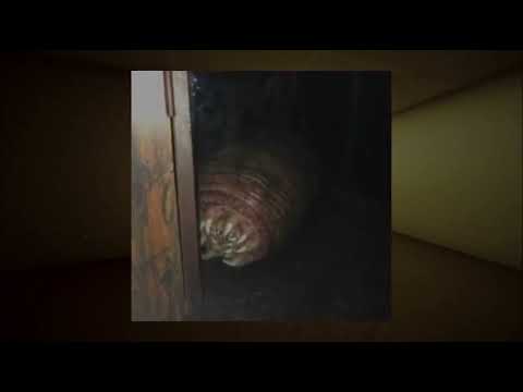 Видео: Сущность 42 - червь памяти (перезалив с канала wos)