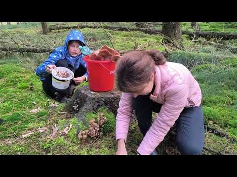 Видео: Собираем грибы в лесу, ( опята  растут на дереве) мы такого ещё не видели