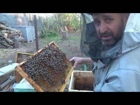 Видео: Нужно спасти матку, делаем отводок
