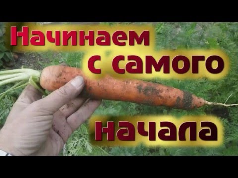 Видео: Как вырастить морковку. Один сезон от начала до конца. Сидерат и семена на бумаге,
