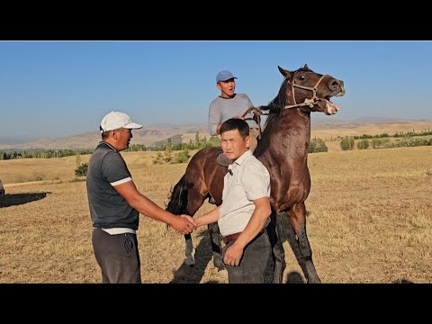 Видео: АТТЫН СООДАСЫ КЫЗЫП КЕТТИ