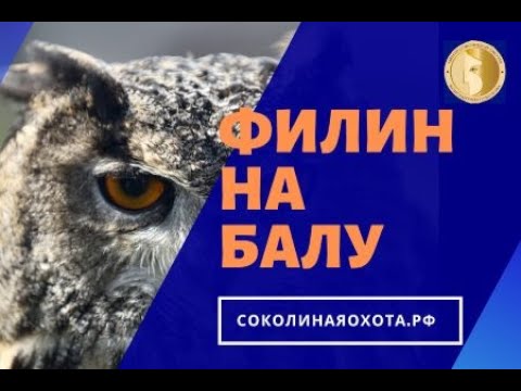 Видео: Филин Филина, сокол  пустельга Ремми. 18.04.20 Прямой эфир.