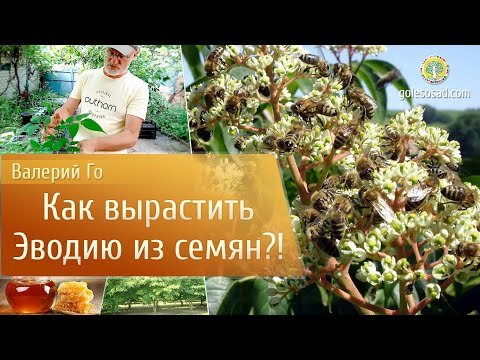 Видео: Как вырастить эводию из семян?!