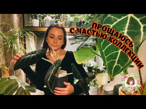 Видео: 👋 РАСХЛАМЛЕНИЕ ЗЕЛЕНОЙ КОЛЛЕКЦИИ! Оставлять или не оставлять – вот в чём вопрос 🤔 #растения