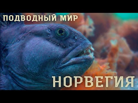 Видео: Норвегия. Подводный мир. Norway. Underwater world.