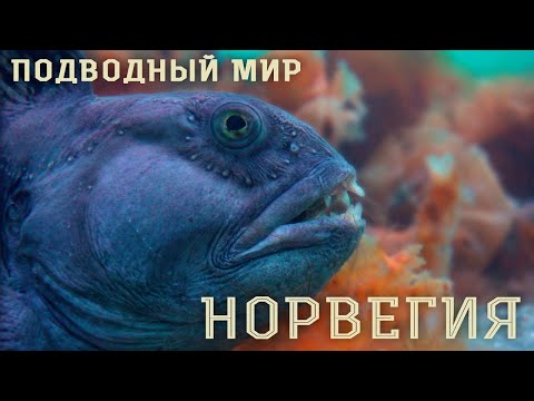 Видео: Норвегия. Подводный мир. Norway. Underwater world.