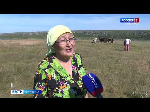 Видео: День Оленя в СПК "Индига"