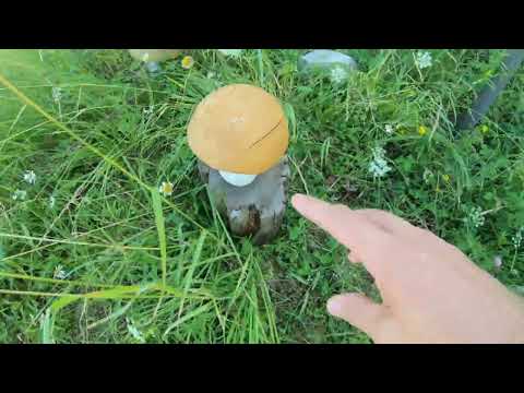 Видео: Березонаволок,Белая - Слуда-царство белого гриба,переправа через Северную Двину на пароме,моста нет