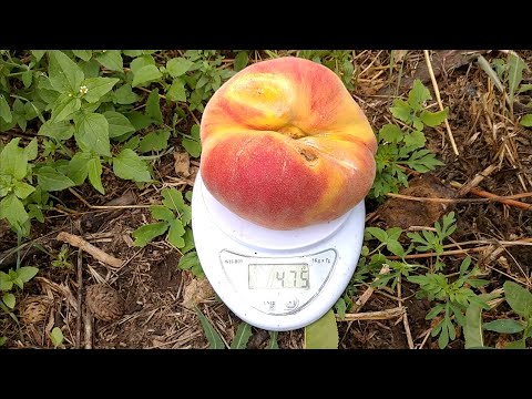 Видео: Інжирний персик Плане Джим. Peach Plane Gem. Плоди-гіганти! Перші плоди. Обзор від Максі Сад