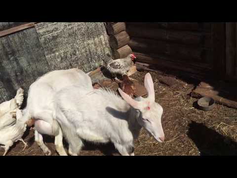 Видео: Выгодно ли держать коз? Расчет прибыли на месяц.