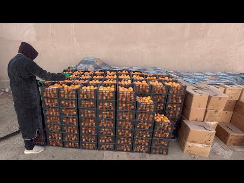 Видео: 19 НОЯБРЯ ТУРТКУЛ ДЕХКОН БОЗОРДА КЕСКИН НАРХЛАР УЗГАРДИ