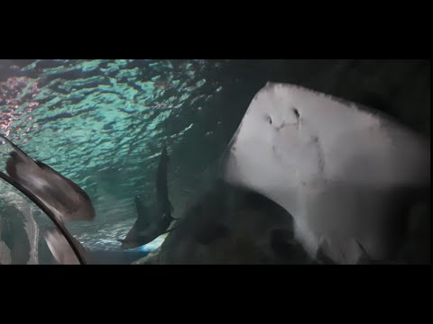 Видео: Тенерифе октябрь 2025