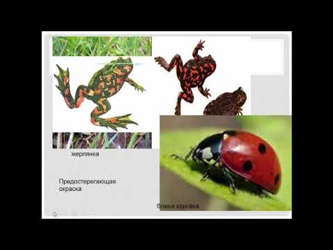 Видео: Биология. 9 класс. Результаты эволюции. Приспособленность видов. Людмила Ивановна. Profi-Teacher.ru