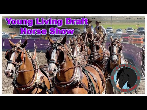 Видео: Выставка лошадей породы Draft Horse Show 2024 на ферме Young Living Farm в штате Юта, Першерон Ша...