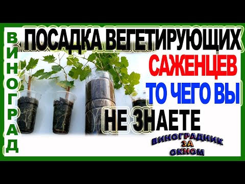 Видео: 🍇 Посадка вегетирующих саженцев в открытый грунт! Все что нужно знать.