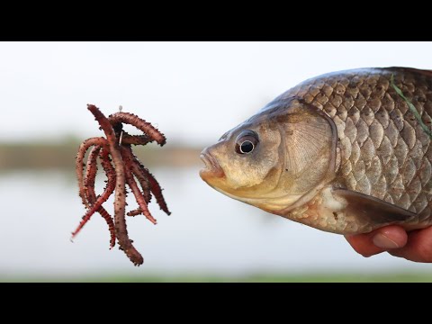 Видео: Огромный карась на донку, тут ЖОР рыбалка весной 2025