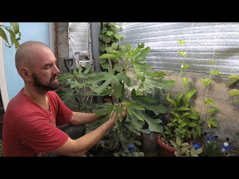 Видео: Площадка, осень, подземная теплица