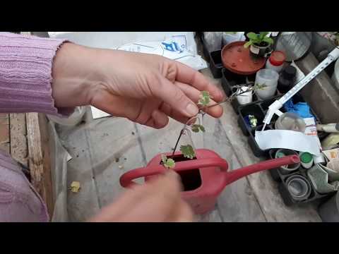 Видео: Черенкую будру плющелистную и дихондру.  Отопление теплицы.