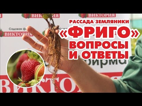 Видео: Что такое земляника ФРИГО от садовой фирмы Виктория.