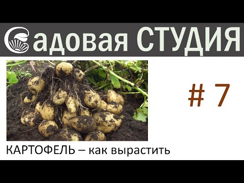 Видео: Какртофель - как вырастить ведро с куста.