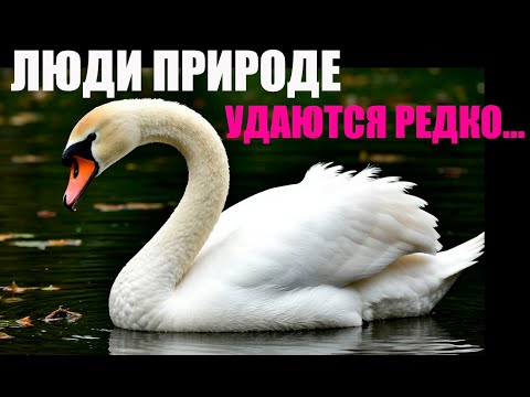 Видео: Жизнь ПОСЛЕ... Люди природе почему-то удаются редко... Почему?