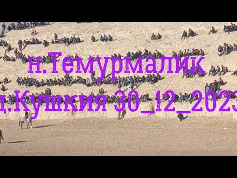 Видео: Бузкаши н.Темурмалик д.Кушкия 30_12_2023