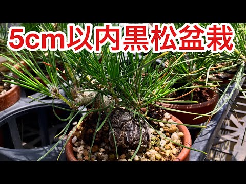 Видео: обнаружить! ! Мастер бонсай Шохин научит вас, как обращаться с деревом бонсай Микава Куромацу, у