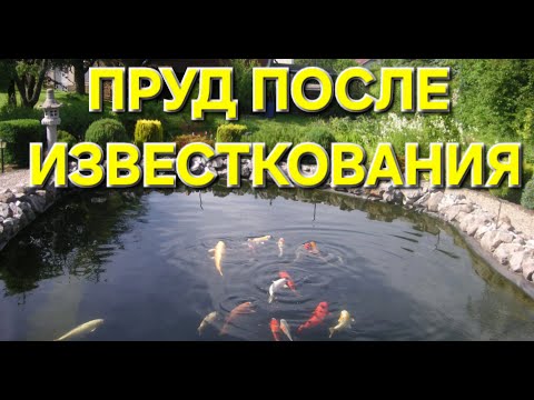 Видео: Пруд после известкования негашеной известью.